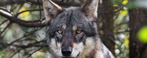 Preview wallpaper wolf, animal, wild, predator