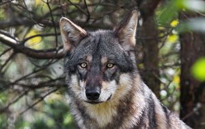 Preview wallpaper wolf, animal, wild, predator