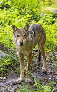 Preview wallpaper wolf, animal, wildlife, predator