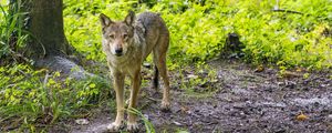 Preview wallpaper wolf, animal, wildlife, predator