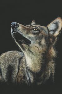 Preview wallpaper wolf, art, drawing, dark, glance