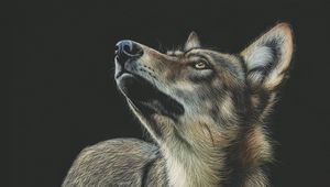 Preview wallpaper wolf, art, drawing, dark, glance