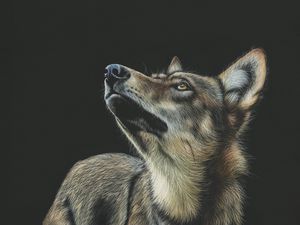 Preview wallpaper wolf, art, drawing, dark, glance