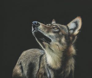 Preview wallpaper wolf, art, drawing, dark, glance