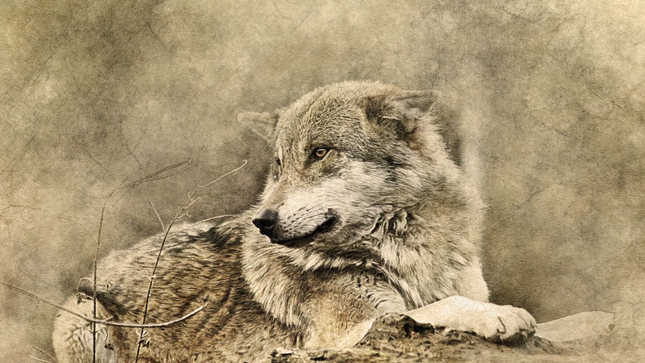 Wallpaper wolf, art, predator