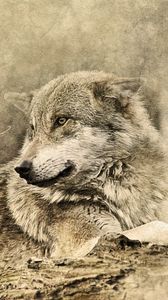 Preview wallpaper wolf, art, predator