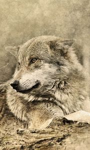 Preview wallpaper wolf, art, predator