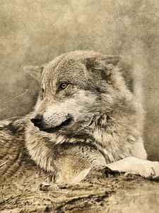 Preview wallpaper wolf, art, predator