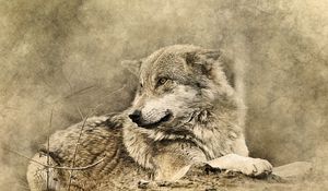 Preview wallpaper wolf, art, predator