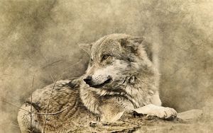 Preview wallpaper wolf, art, predator