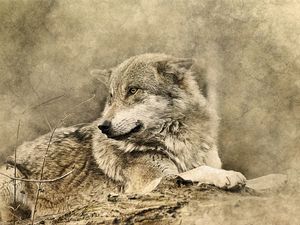 Preview wallpaper wolf, art, predator