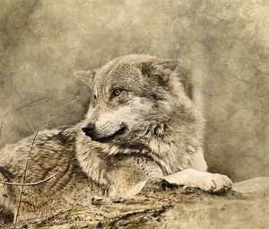 Preview wallpaper wolf, art, predator