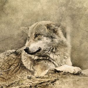 Preview wallpaper wolf, art, predator