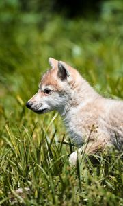 Preview wallpaper wolf, baby, grass, walk