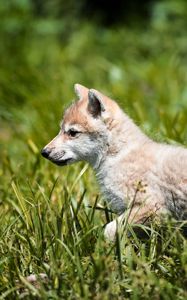 Preview wallpaper wolf, baby, grass, walk