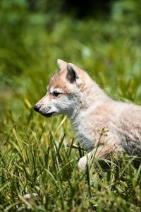 Preview wallpaper wolf, baby, grass, walk