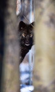 Preview wallpaper wolf, black, predator, glance, snow, winter