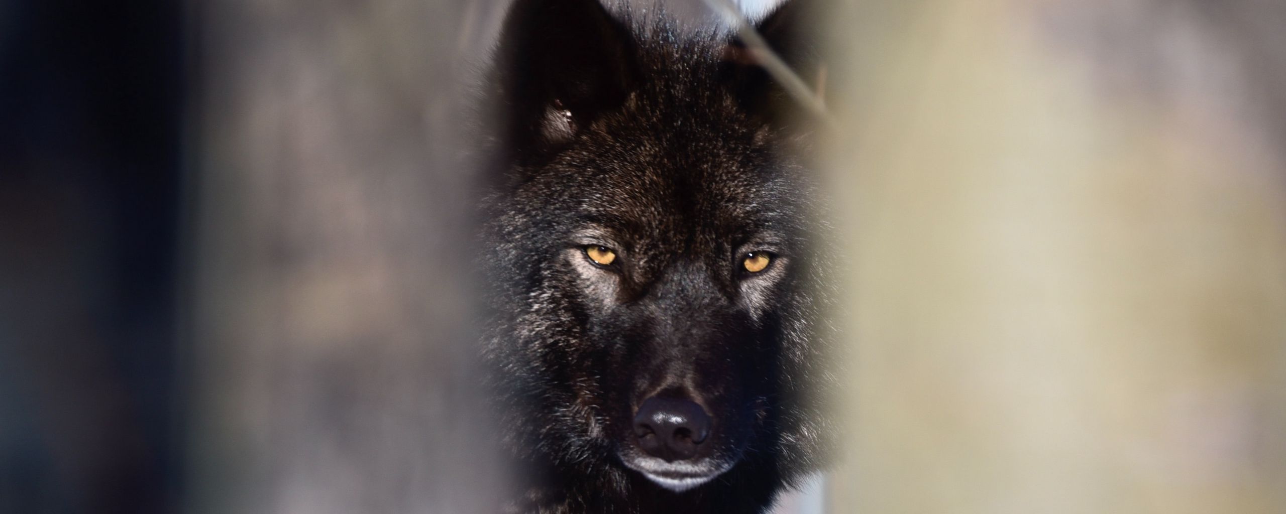 2560x1024 Wallpaper wolf, black, predator, glance, snow, winter.