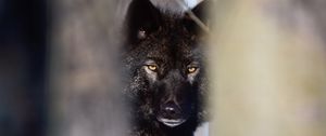 Preview wallpaper wolf, black, predator, glance, snow, winter