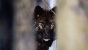 Preview wallpaper wolf, black, predator, glance, snow, winter
