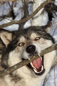 Preview wallpaper wolf, branch, teeth, dog, predator