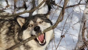 Preview wallpaper wolf, branch, teeth, dog, predator