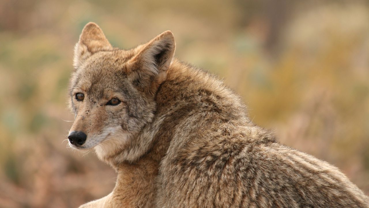 Wallpaper wolf, coyote, dog, predator