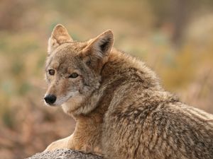 Preview wallpaper wolf, coyote, dog, predator