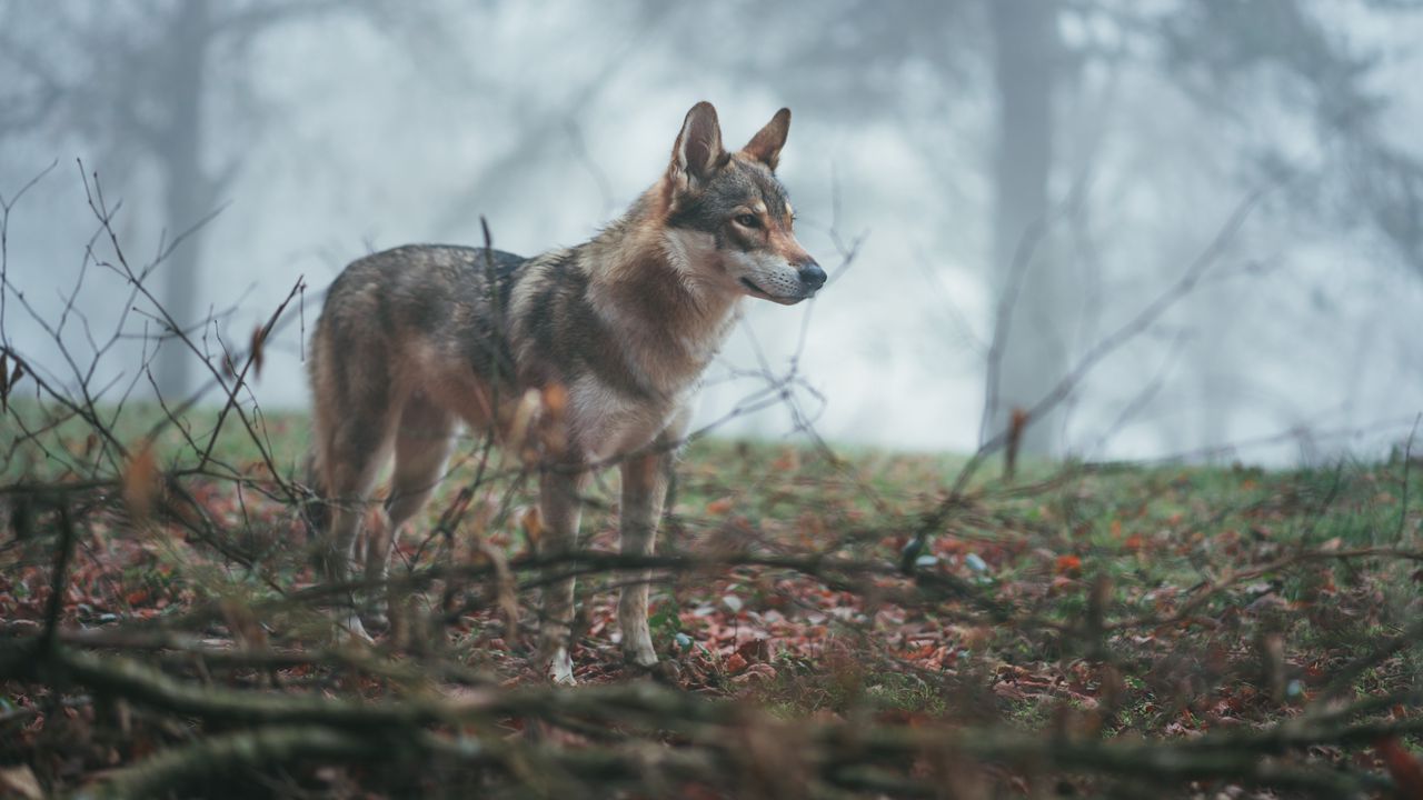 Wallpaper wolf, coyote, dog, forest, fog