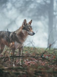 Preview wallpaper wolf, coyote, dog, forest, fog