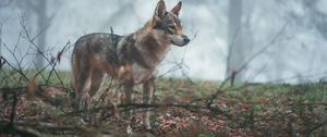 Preview wallpaper wolf, coyote, dog, forest, fog