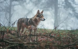 Preview wallpaper wolf, coyote, dog, forest, fog
