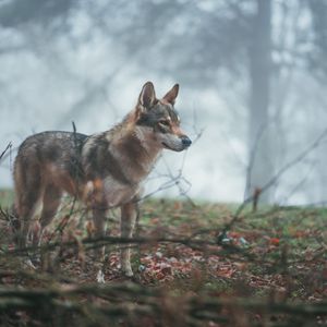 Preview wallpaper wolf, coyote, dog, forest, fog