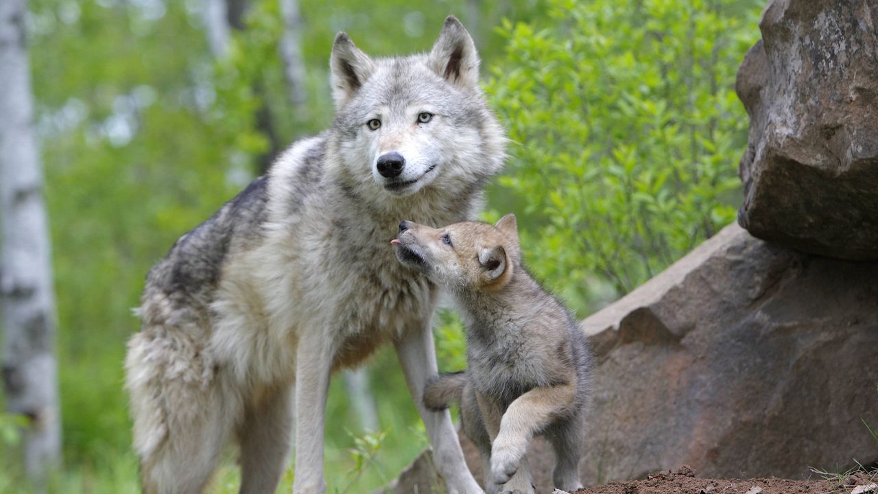 Wallpaper wolf, cub, couple, caring, family