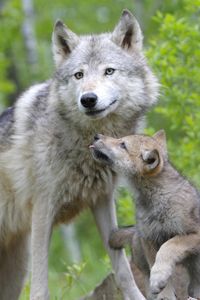 Preview wallpaper wolf, cub, couple, caring, family