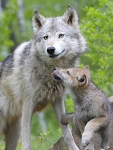 Preview wallpaper wolf, cub, couple, caring, family