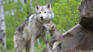 Preview wallpaper wolf, cub, couple, caring, family