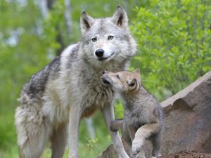 Preview wallpaper wolf, cub, couple, caring, family