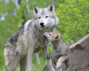 Preview wallpaper wolf, cub, couple, caring, family