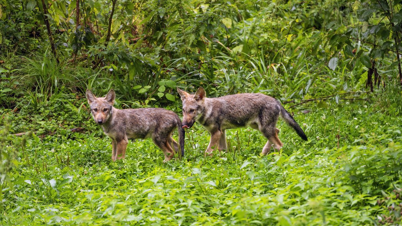 Wallpaper wolf cub, wolf, cub, wildlife, predator, grass