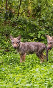 Preview wallpaper wolf cub, wolf, cub, wildlife, predator, grass