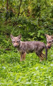 Preview wallpaper wolf cub, wolf, cub, wildlife, predator, grass