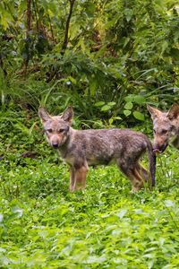 Preview wallpaper wolf cub, wolf, cub, wildlife, predator, grass