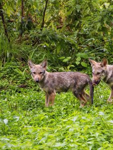 Preview wallpaper wolf cub, wolf, cub, wildlife, predator, grass