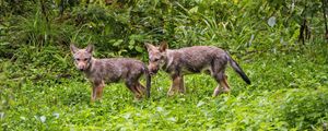 Preview wallpaper wolf cub, wolf, cub, wildlife, predator, grass