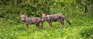 Preview wallpaper wolf cub, wolf, cub, wildlife, predator, grass