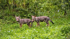Preview wallpaper wolf cub, wolf, cub, wildlife, predator, grass