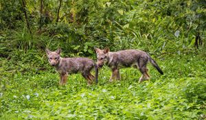 Preview wallpaper wolf cub, wolf, cub, wildlife, predator, grass