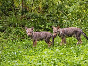 Preview wallpaper wolf cub, wolf, cub, wildlife, predator, grass