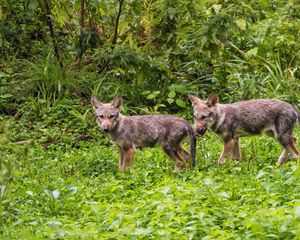 Preview wallpaper wolf cub, wolf, cub, wildlife, predator, grass